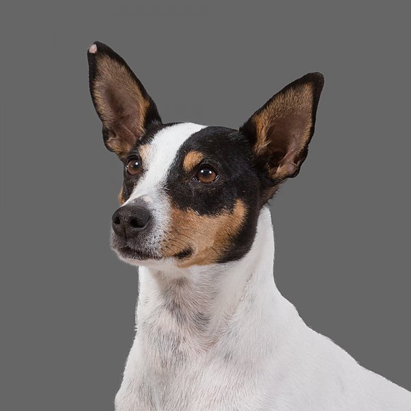 Dexter Krause